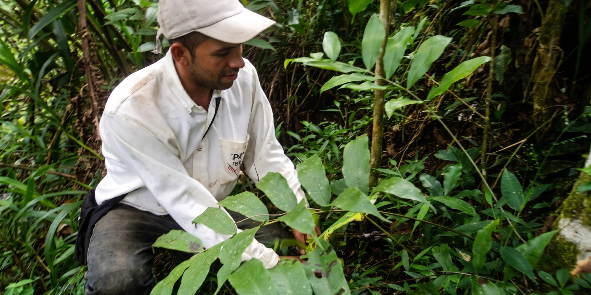 Caficultor de APCO cuidando una planta joven de café bajo sombra en su finca de Ocamonte, Santander