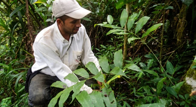 Caficultor de APCO cuidando una planta joven de café bajo sombra en su finca de Ocamonte, Santander