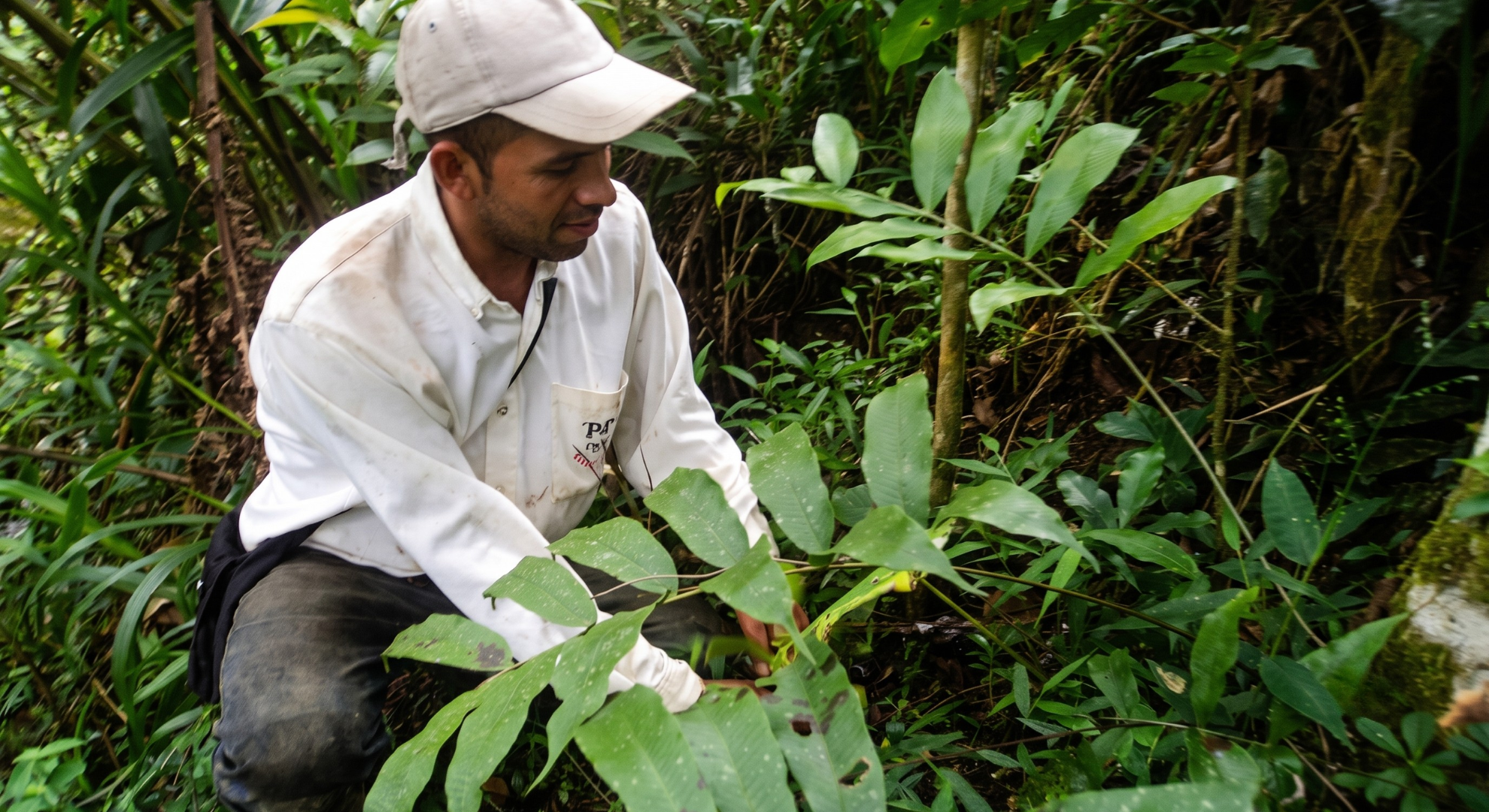Cuidado del cafe se Sombra Caficultor de APCO cuidando una planta joven de café bajo sombra en su finca de Ocamonte, Santander