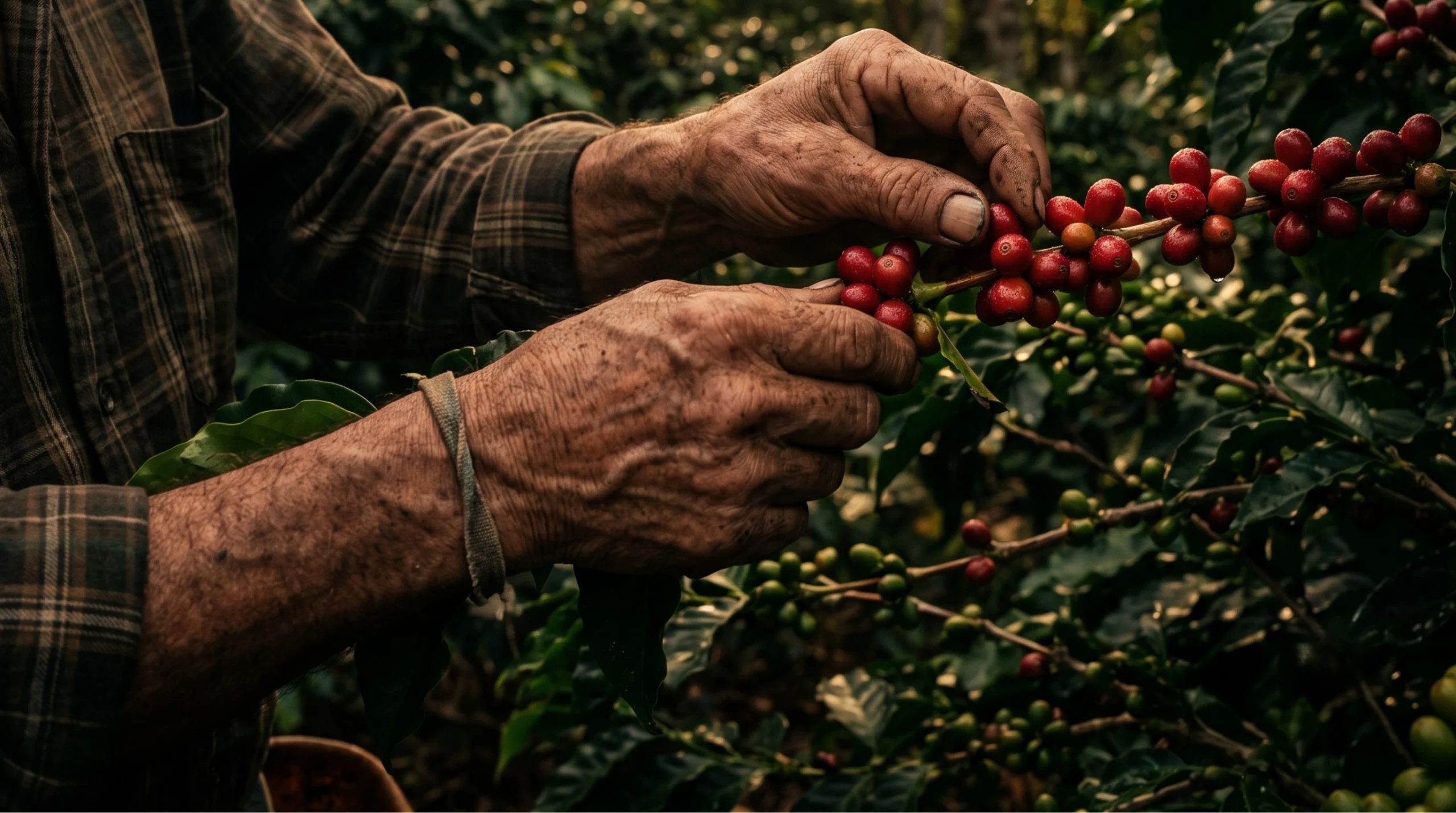 Primer plano de manos curtidas de un agricultor recolectando granos de café rojos en la planta